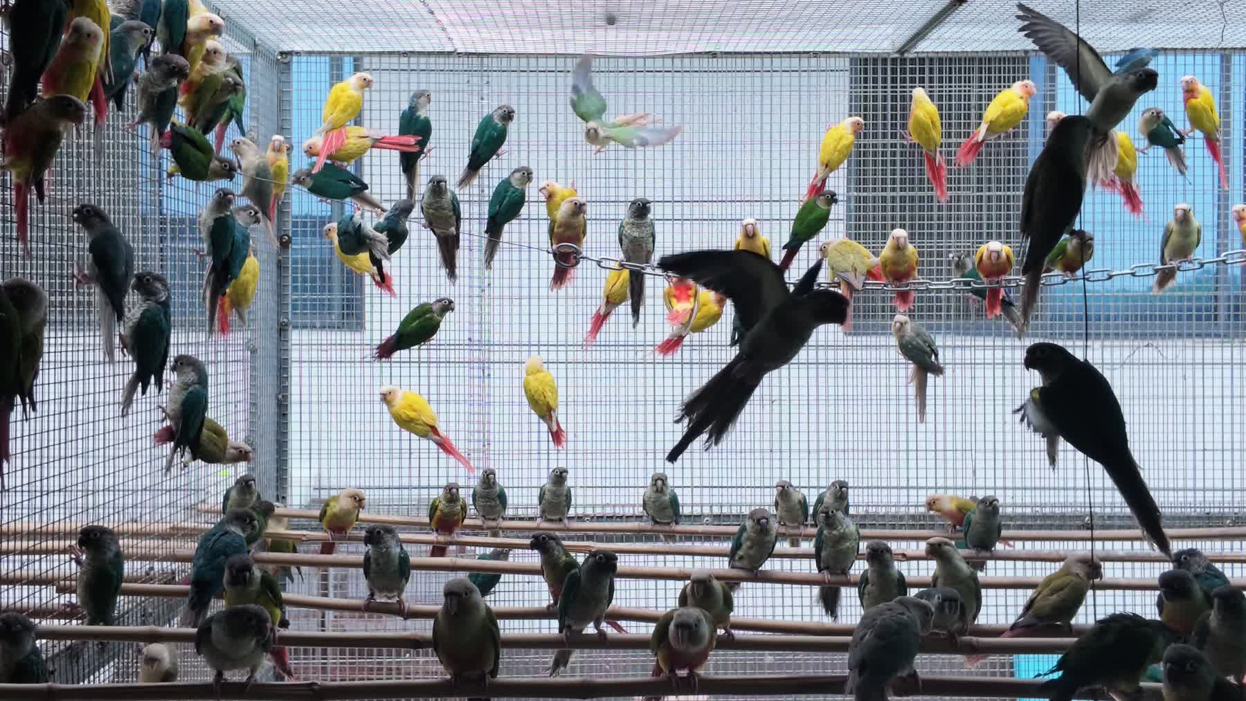 栖灵会馆真实鸟舍群鸟画面