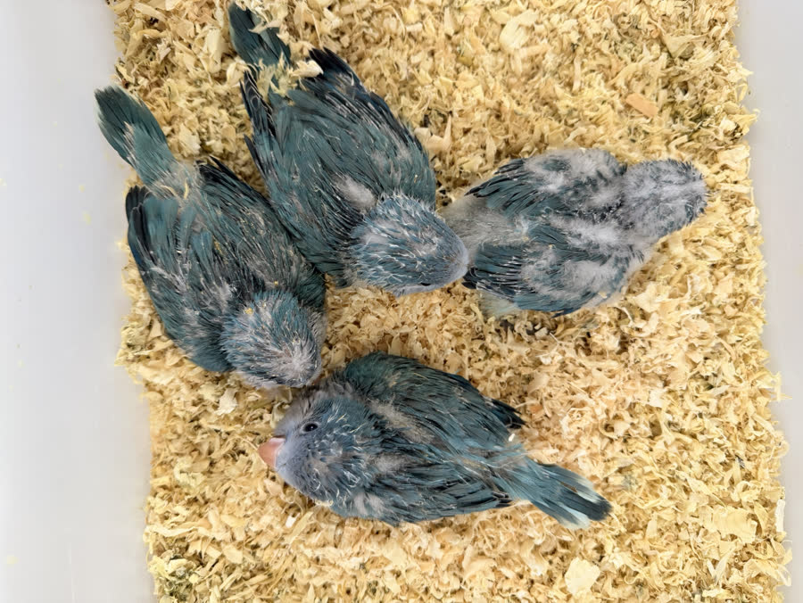 幼鸟状态照片