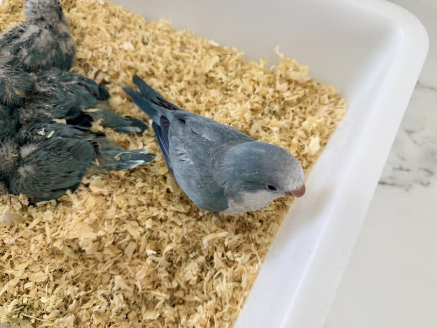 幼鸟育雏照片
